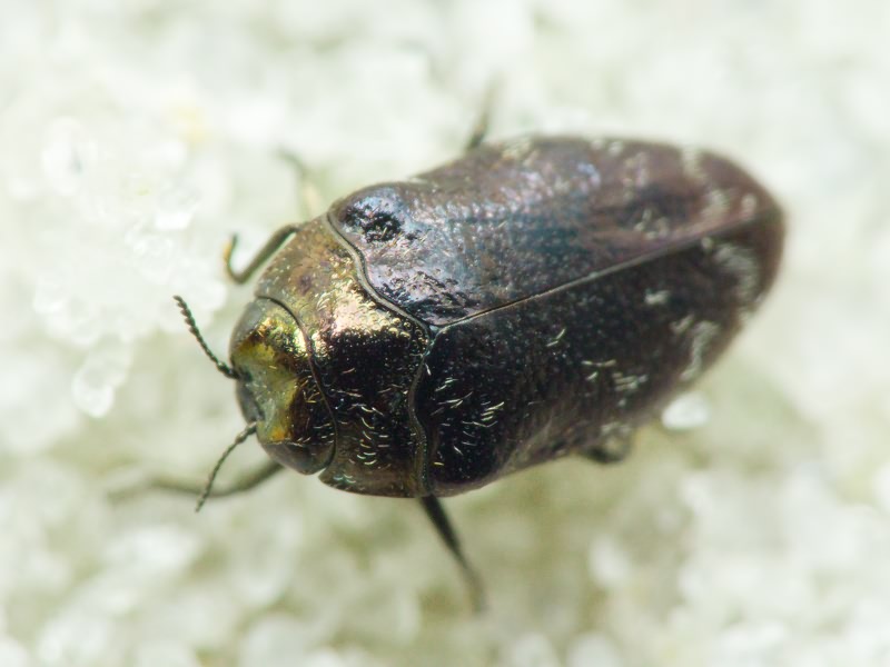 Trachys minutus minutus (Linnaeus, 1758)